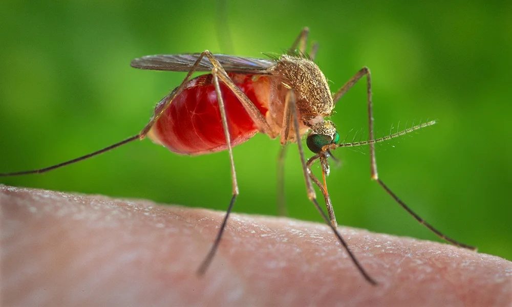 Does Mosquito Control Actually Work in Hampton Roads?