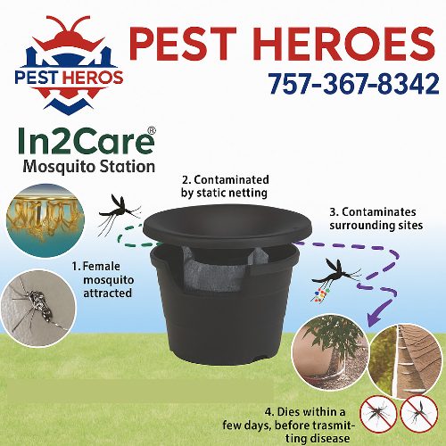 Custom pest control solutions in Virginia Beach