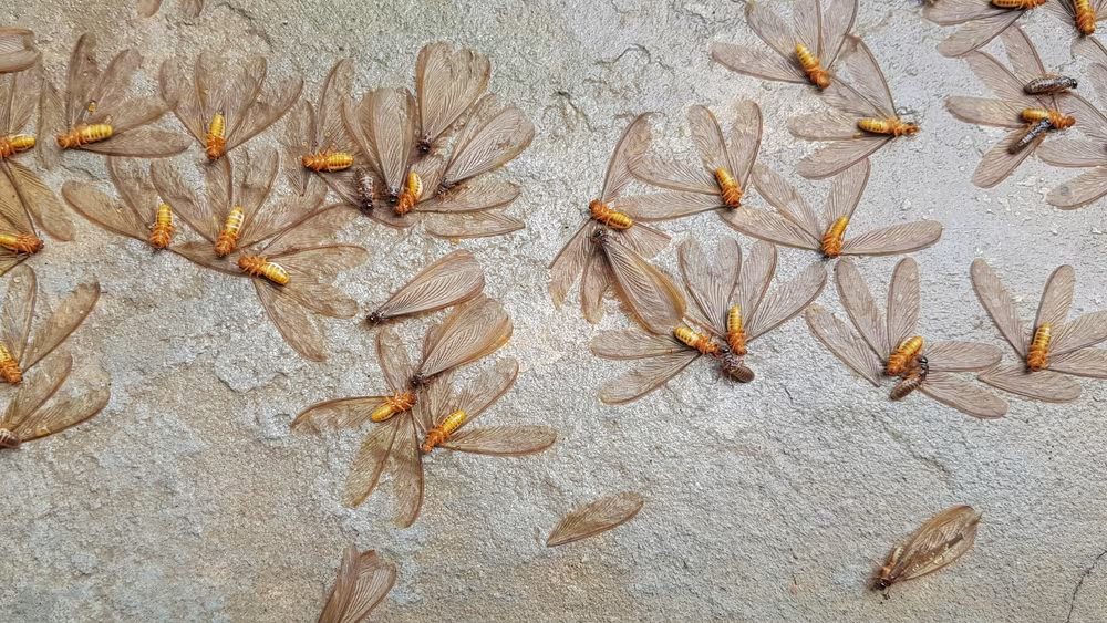 Termite Swarm Season in Virginia Beach