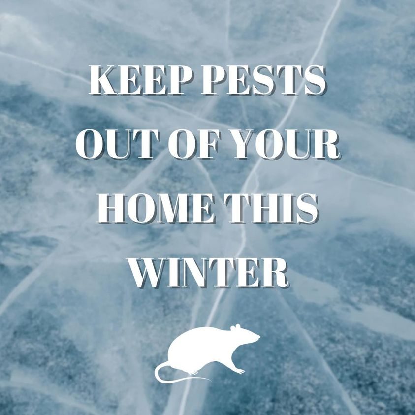 Who do you call to get pests out of your Virginia Beach home in the winter