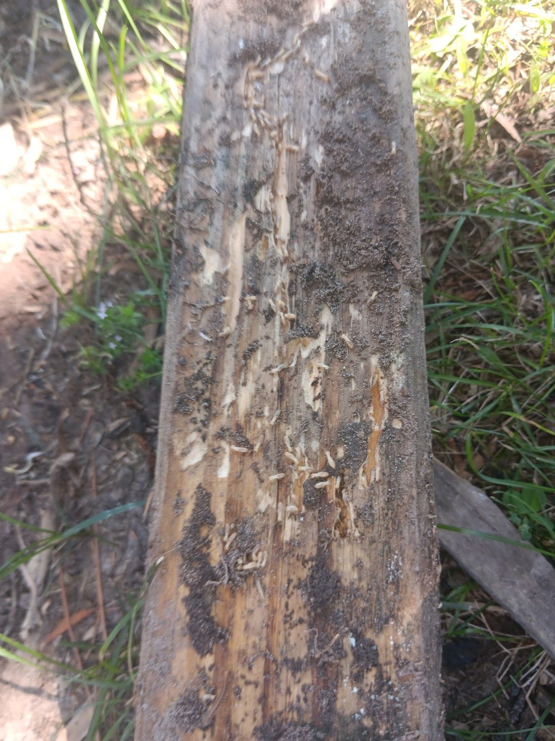 Termite-damaged structural timber found during a Pest Heroes inspection