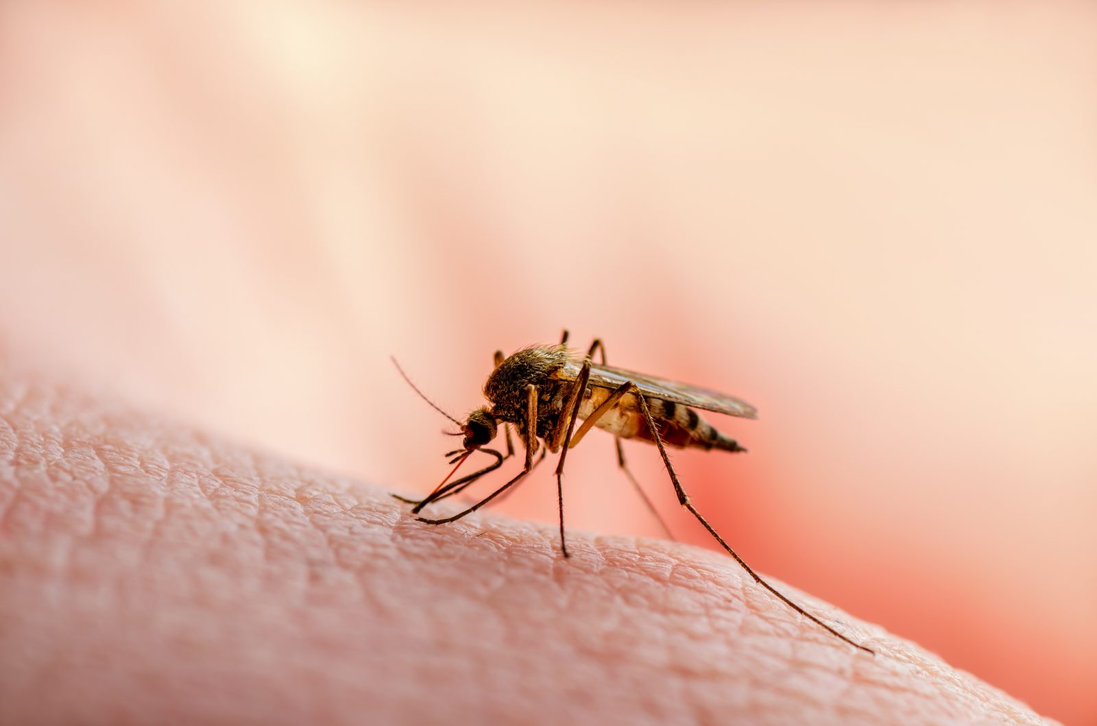Mosquito on a leaf, close-up